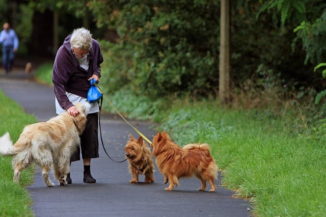 預かってくれるホテルの人たちは犬が好きかの画像