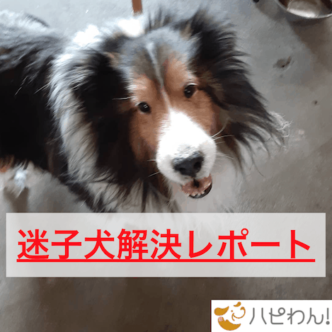 迷子犬の関連記事のタイトル画像