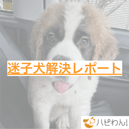 迷子犬の関連記事のタイトル画像