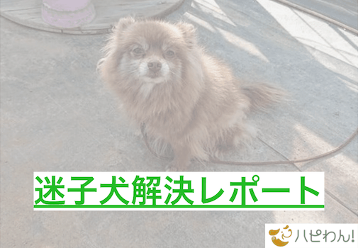 迷子犬の関連記事のタイトル画像