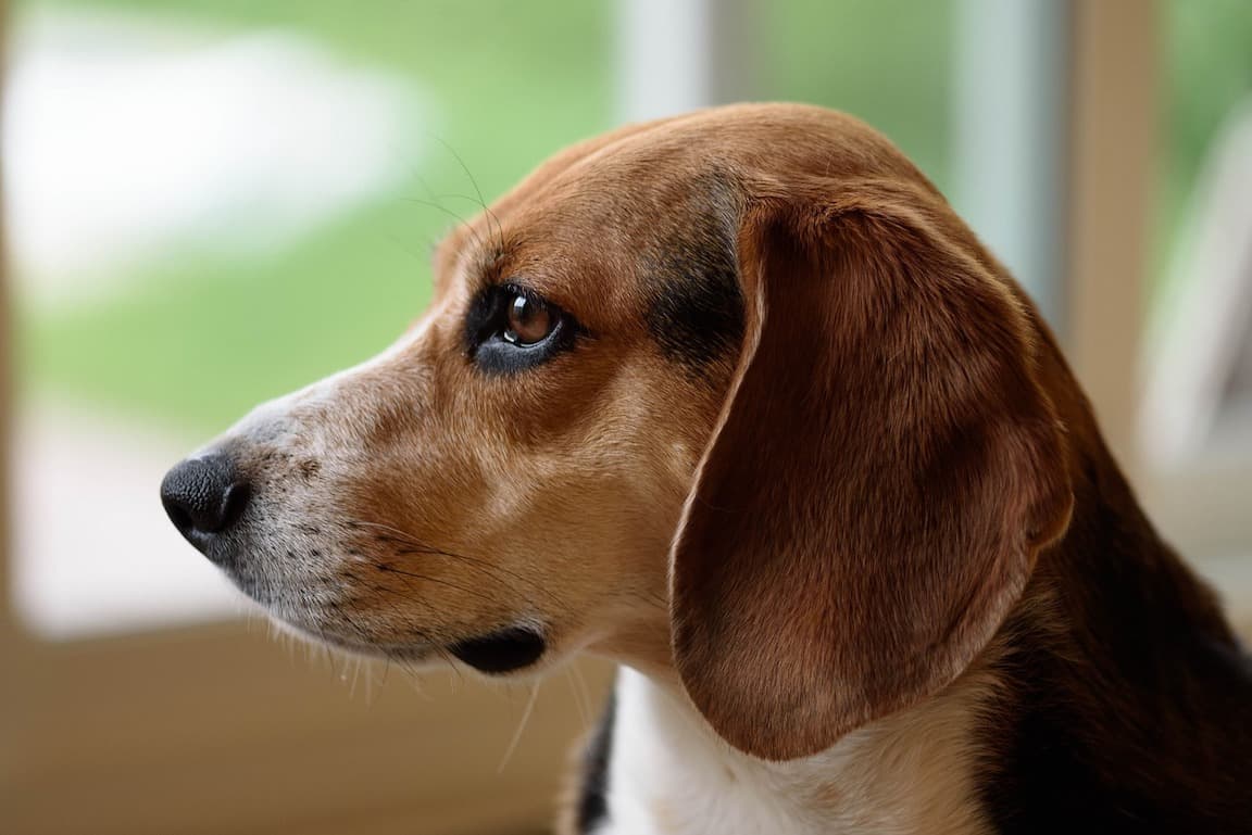 ビーグル 性格 飼い方 病気 寿命 子犬などの特徴全て 犬の図鑑