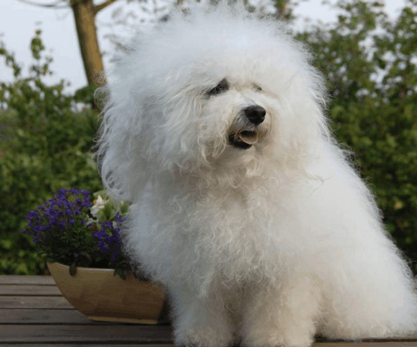ボロニーズ 白いモフモフ系 優秀な家庭犬の希少犬種 ボロニーズ 特徴 性格など 犬の図鑑