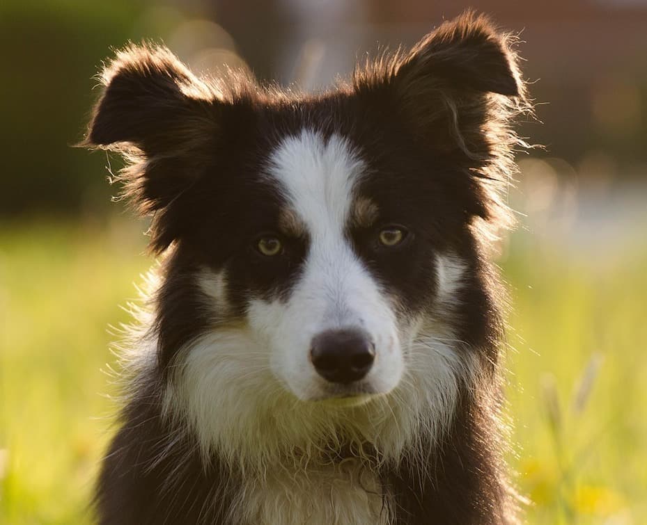 ボーダー コリー 性格 飼い方 病気 寿命 子犬などの特徴全て 犬の図鑑