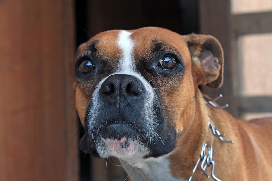 ボクサー 実は飼いやすくて優しい甘えん坊 ボクサー犬 特徴 性格など 犬の図鑑