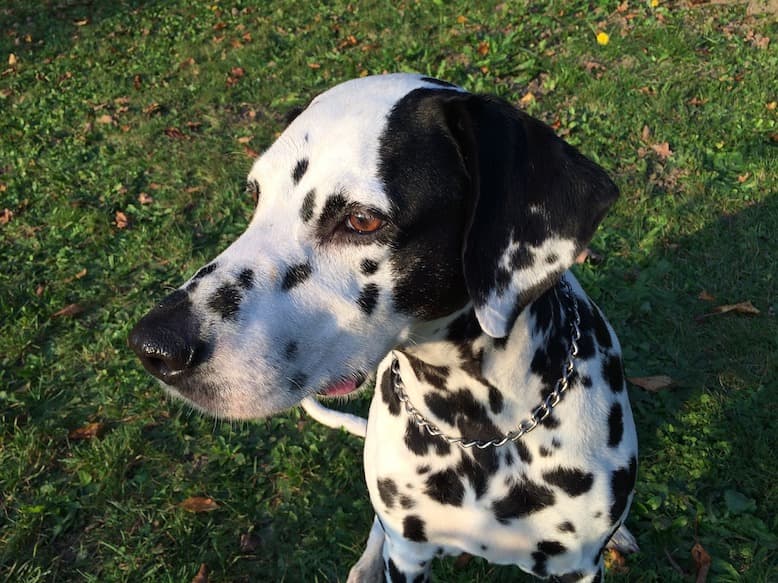 ダルメシアン おしゃれな見た目でタフなやつ ダルメシアン 特徴 性格など 犬の図鑑