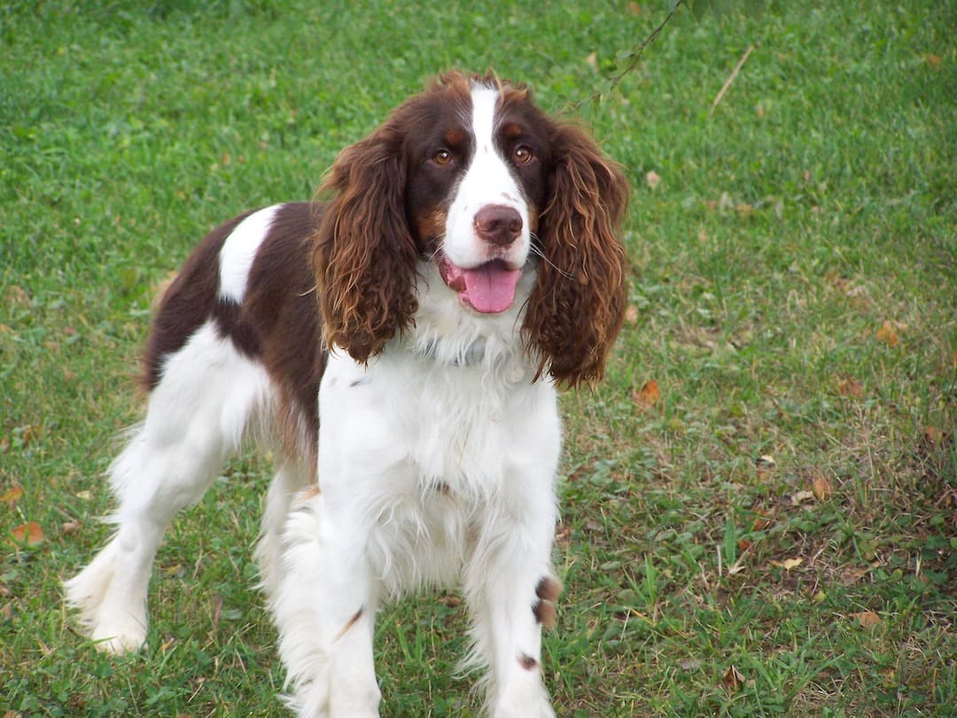 イングリッシュ スプリンガー スパニエル スパニエル種の起源の犬種 イングリッシュ スプリンガー スパニエル 特徴 性格など 犬の図鑑