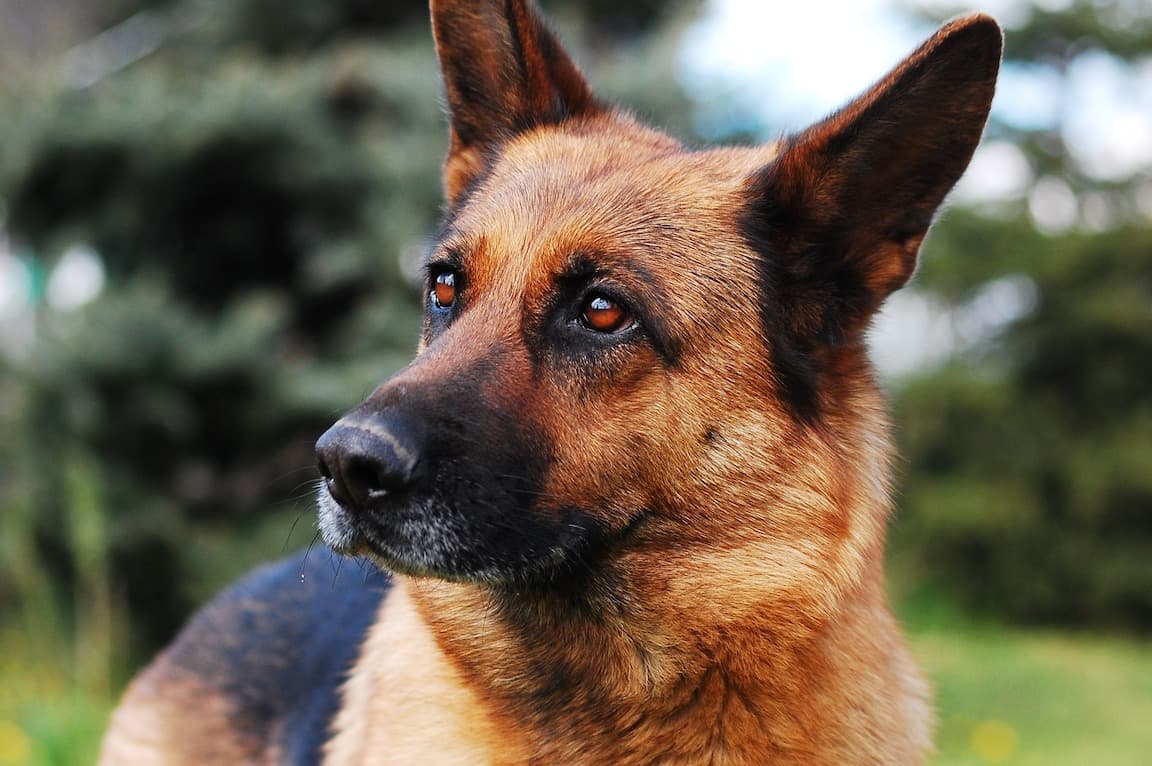 ジャーマン シェパード ドッグ ドイツ生まれのエリート犬 ジャーマン シェパード ドッグ 特徴 性格など 犬の図鑑