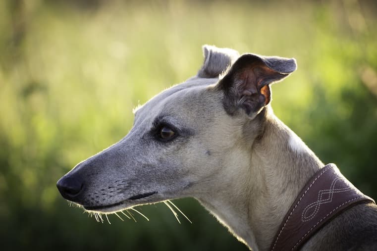 イタリアン グレーハウンド イタグレ 性格 飼い方 病気 寿命 子犬などの特徴全て 犬の図鑑