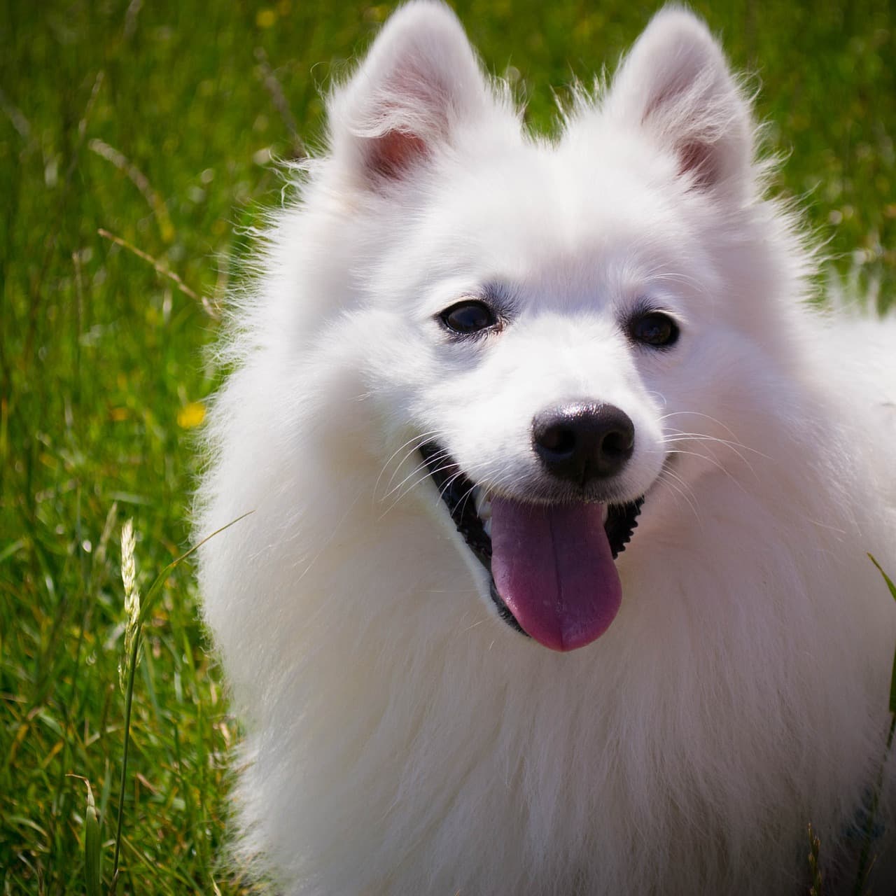 日本スピッツ スピッツ 進化を遂げた日本原産の優秀犬 日本スピッツ 特徴 性格など 犬の図鑑