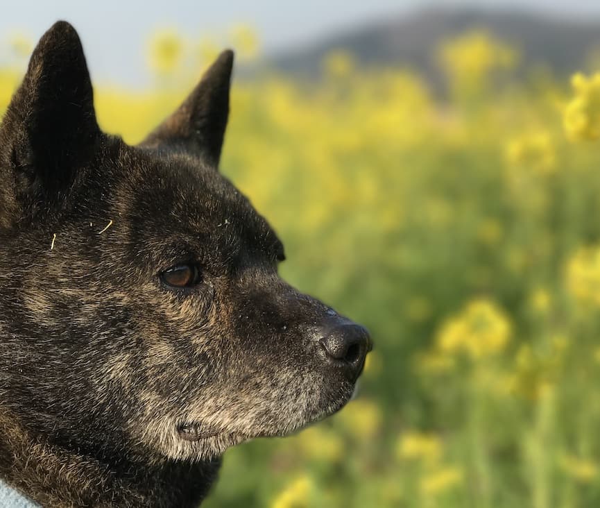 甲斐犬の写真と特徴グラフ