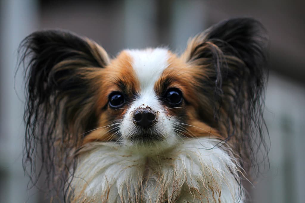 パピヨン 性格 飼い方 病気 寿命 子犬などの特徴全て 犬の図鑑