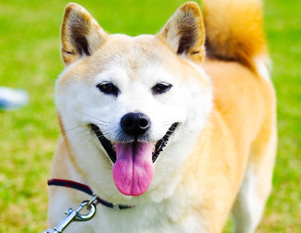 柴犬の写真と特徴グラフ