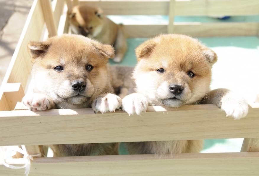 柴犬の特徴がわかる写真１枚目