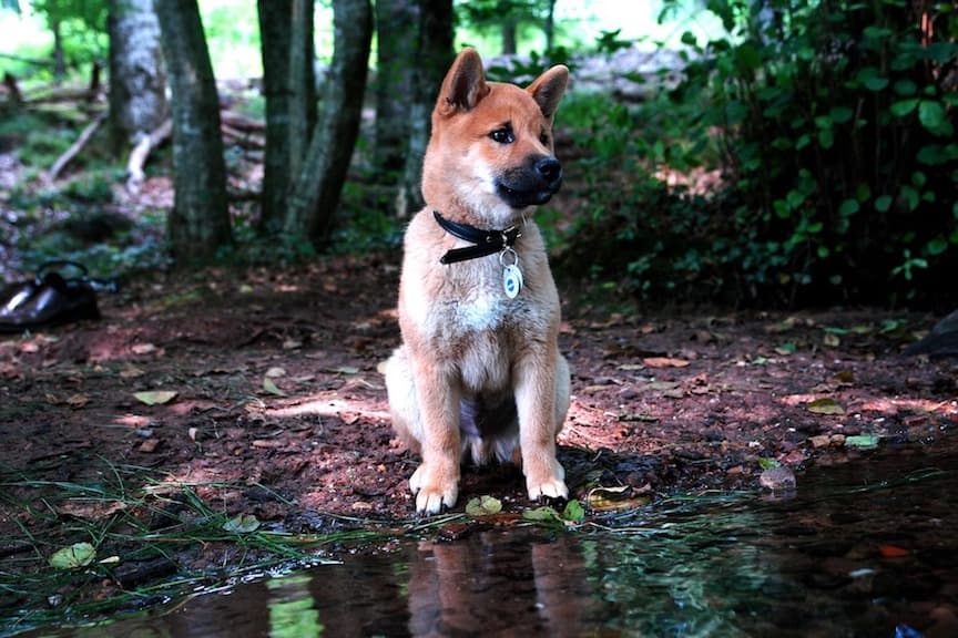 柴犬の特徴がわかる写真6枚目