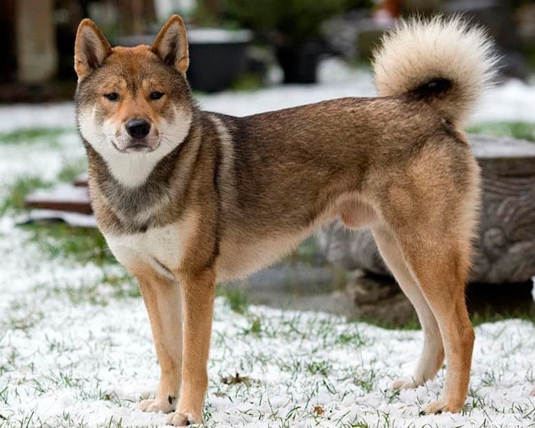 四国犬の写真と特徴グラフ