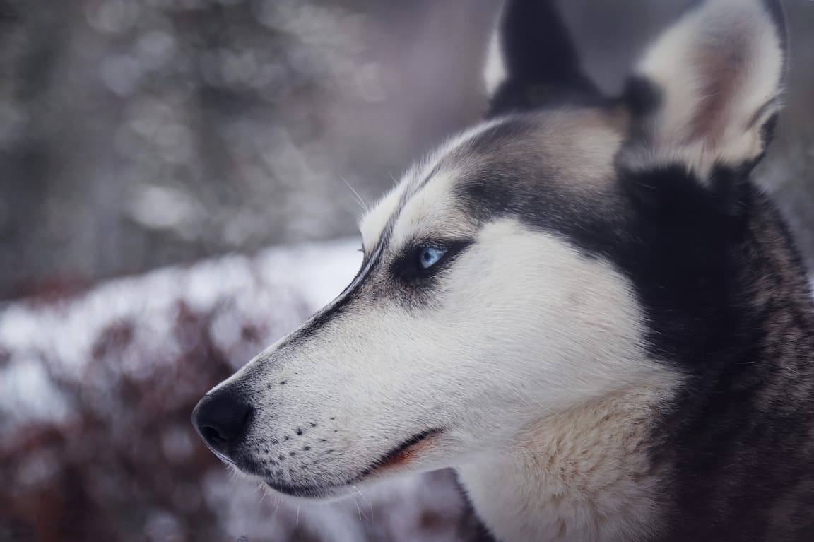 シベリアン ハスキー クールな見た目とツンデレ感がたまらない シベリアン ハスキー 特徴 性格など 犬の図鑑