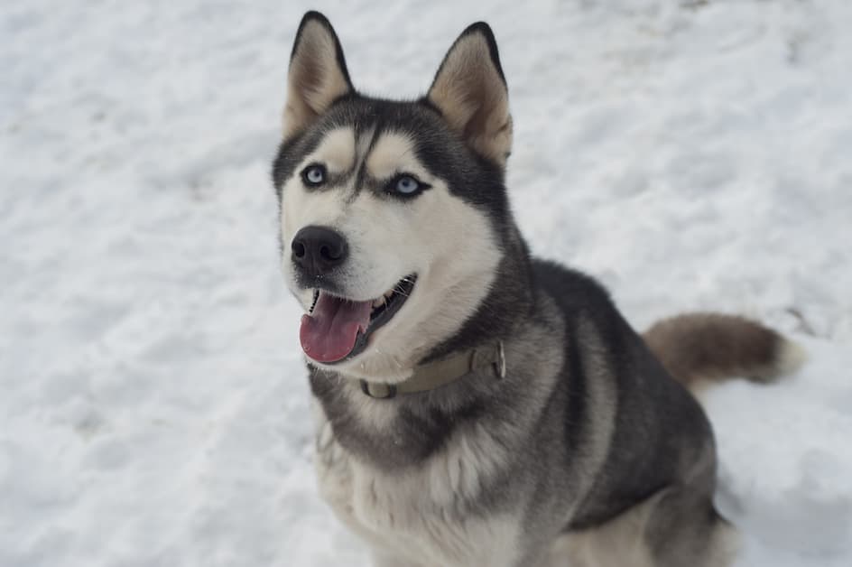 シベリアン ハスキー 性格 飼い方 病気 寿命 子犬などの特徴全て 犬の図鑑