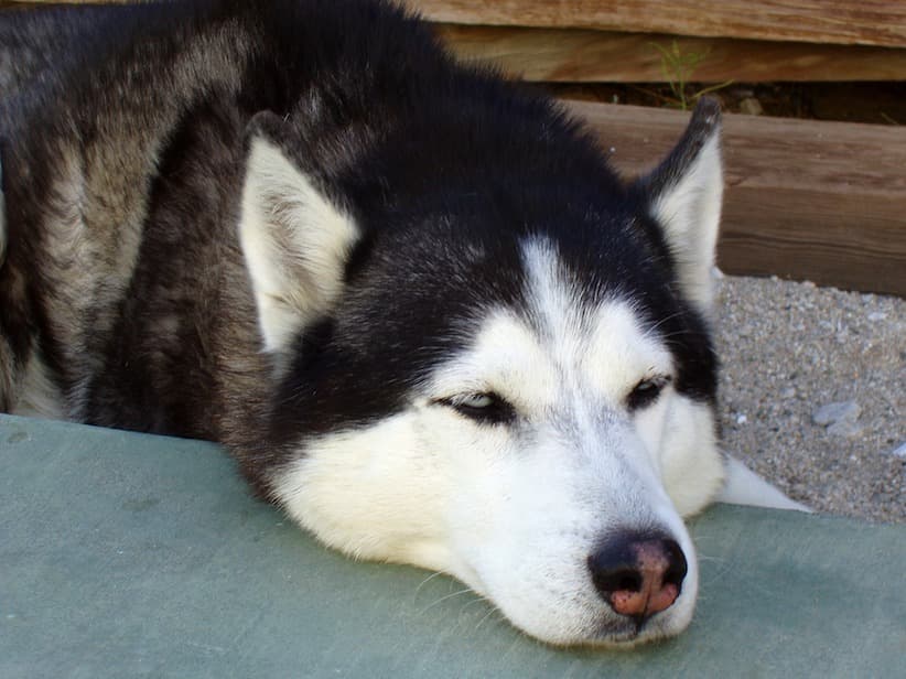 シベリアン ハスキー 性格 飼い方 病気 寿命 子犬などの特徴全て 犬の図鑑