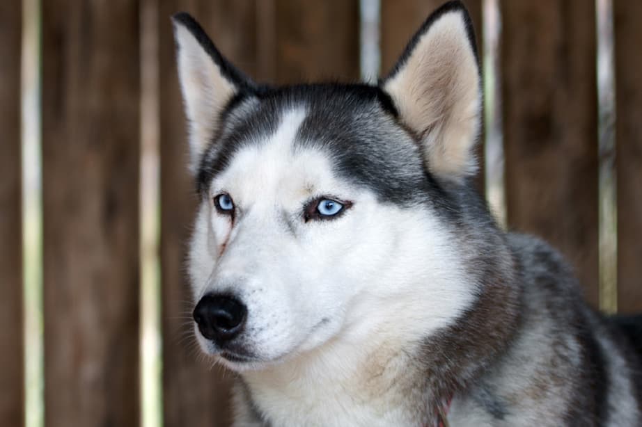 シベリアン ハスキー クールな見た目とツンデレ感がたまらない シベリアン ハスキー 特徴 性格など 犬の図鑑