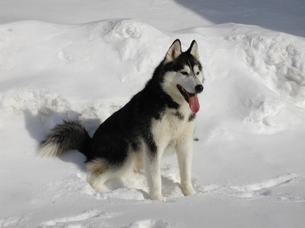 シベリアン ハスキー 性格 飼い方 病気 寿命 子犬などの特徴全て 犬の図鑑