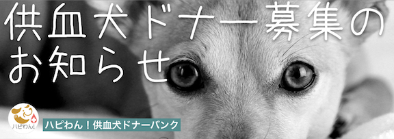 ハピわん！供血犬ドナーバンクのお知らせ