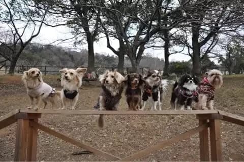 どきどきドッグpark 生田