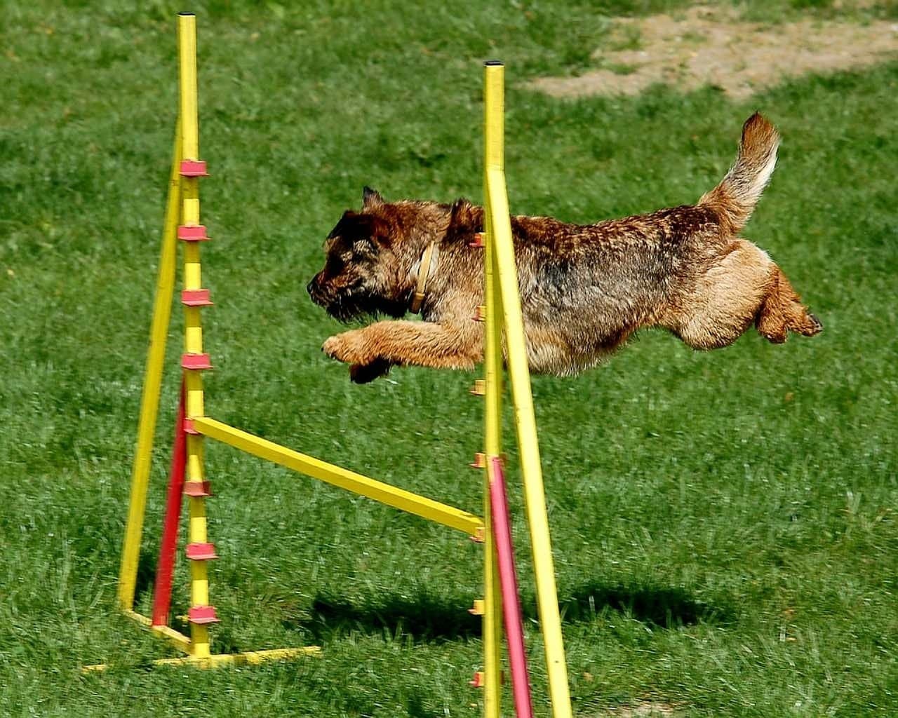 アジリティで遊ぶワンコ