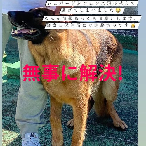 無事に解決しました 迷子犬探してます 千葉県木更津市朝日 木更津駅付近 21年1月12日 午後17時頃 ペスちゃん