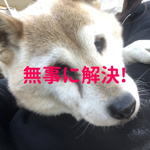 ★無事に解決しました！★ 迷子犬を保護しました【東京都昭島市緑町1丁目 昭島すみれ幼稚園