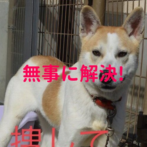 無事に解決しました 迷子犬探してます 広島県福山市加茂町 年6月日 オハナちゃん ハピわん 迷子犬センター