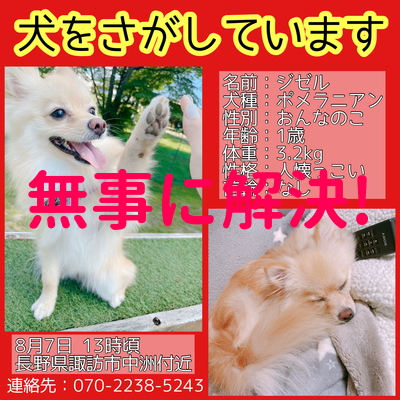 無事に解決しました 迷子犬探してます 長野県諏訪市中洲中金子付近 8月7日 13時頃 ジゼルちゃん ハピわん 迷子犬センター 無事に解決しました 迷子犬探してます 長野県諏訪市中洲中金子付近 8月7日 13時頃 ジゼルちゃん ハピわん 迷子犬センター